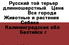 Русский той-терьер длинношерстный › Цена ­ 7 000 - Все города Животные и растения » Собаки   . Калининградская обл.,Балтийск г.